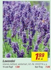 Lavendel im Angebot bei toom Baumarkt in Bonn Lavendel Angebote bei toom Baumarkt Bonn für 1,99 €