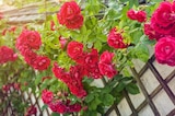 Promo Rosier grimpant fleuri ECLOZ à 29,99 € dans le catalogue Gamm vert à Sévérac-le-Château
