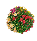 Chrysanthemenbusch Angebote bei EDEKA Kiel für 6,99 €