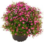 Aktuelle Blumen Angebote bei Penny in Augsburg Aktuelles Schleierkraut Angebot bei Penny in Augsburg ab 1,89 €