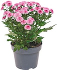 Chrysanthemen "Jellyfish" für 1,99 € bei Netto mit dem Scottie im Angebot Chrysanthemen "Jellyfish" im aktuellen Netto mit dem Scottie Prospekt