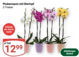 Aktuelle Blumentopf Angebote bei GLOBUS in Herne Aktuelles Phalaenopsis mit Übertopf Angebot bei GLOBUS in Herne ab 12,99 €