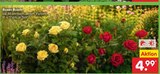 Rosen Busch im Angebot bei Netto Marken-Discount in Bünde Rosen Busch Angebote bei Netto Marken-Discount Bünde für 4,99 €