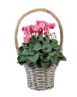 Mini cyclamen en corbeille en promo chez Lidl Limoges à 3,95 €