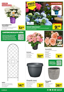 Hortensie im Hagebaumarkt Prospekt "So günstig geht das!" mit 20 Seiten (Gelsenkirchen)