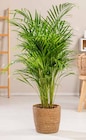 Goldfruchtpalme im Angebot bei OBI in Schwabach Goldfruchtpalme Angebote bei OBI Schwabach für 29,99 €