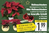 Weihnachtsstern, Mini-Weihnachtsstern, 1er Amaryllis-Schnitt von  im aktuellen EDEKA Prospekt für 1,99 €