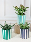 Mixte Succulentes en promo chez Super U Montpellier à 4,99 €