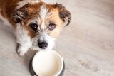 Hunde Nassnahrung im Angebot bei Marktkauf in Buchholz Hunde Nassnahrung Angebote von Caneo bei Marktkauf Buchholz für 1,79 €