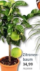 Zitronenbaum im aktuellen BAUHAUS Prospekt