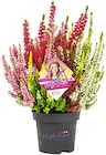 Aktuelles Calluna Beauty Ladies Angebot bei REWE in Nürnberg ab 4,99 €