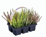 Barquette de bruyère en promo chez Lidl Caen à 5,35 €