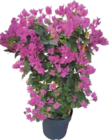 Drillingsblume im aktuellen V-Markt Prospekt für 16,99 €