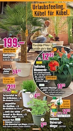 Zimmerpflanzen Angebot im aktuellen Hornbach Prospekt auf Seite 9