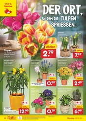 Aktueller Netto Marken-Discount Prospekt mit Tulpen, "Aktuelle Angebote", Seite 22