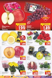Zimmerpflanzen Angebot im aktuellen E center Prospekt auf Seite 4