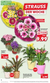 Garten im Kaufland Prospekt in Ahaus Aktueller Kaufland Prospekt mit Garten, "KNÜLLER", Seite 29