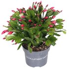 Schlumbergera "cactus de Noël" - Carrefour à Neuilly-sur-Seine Schlumbergera "cactus de Noël" en promo chez Carrefour Neuilly-sur-Seine à 2,29 €