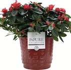 Azalée pot 12 cm dans un cache pot céramique - P&PURE COLLECTION en promo à 9,99 € chez Intermarché Super Azalée pot 12 cm dans un cache pot céramique - P&PURE COLLECTION dans le catalogue Intermarché Super