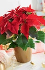 Poinsettia pot 15 cm dans un sac en promo chez Intermarché Saint-Nazaire à 9,99 €