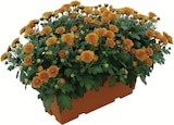 Chrysanthème pompon jardinière couleur 40 cm unicolore ou multicolore - Intermarché Hyper à Grenoble Chrysanthème pompon jardinière couleur 40 cm unicolore ou multicolore en promo chez Intermarché Hyper Grenoble à 11,99 €