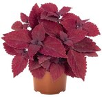 Buntnessel im Angebot bei Penny in Ludwigsburg Buntnessel Angebote bei Penny Ludwigsburg für 1,99 €