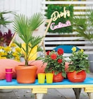Hanfpalme Trachycarpus Fortunei im Angebot bei ROSENGUT Langerwisch in Potsdam Hanfpalme Trachycarpus Fortunei Angebote bei ROSENGUT Langerwisch Potsdam für 2,49 €