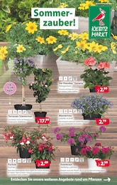 Garten & Pflanzen Prospekt von Kiebitzmarkt Villmar Kiebitzmarkt Prospekt: "Sommerzauber", 4 Seiten, 03.05.2025 - 10.05.2025