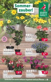 Aktueller Kiebitzmarkt Garten & Pflanzen Prospekt in Neu-Anspach und Umgebung, "Sommerzauber" mit 4 Seiten, 03.05.2025 - 10.05.2025