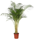 Jardiland La Londe-les-Maures - Promo Areca ECLOZ Promo Areca ECLOZ à 39,99 € dans le catalogue Jardiland à La Londe-les-Maures