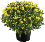 Chrysanthemen Busch im Angebot bei Globus-Baumarkt in Bergkamen Chrysanthemen Busch Angebote bei Globus-Baumarkt Bergkamen für 3,99 €