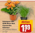 Katzengras oder Flammendes Kätchen im Angebot bei REWE in Hennef Katzengras oder Flammendes Kätchen Angebote von REWE Beste Wahl bei REWE Hennef für 1,99 €