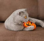 Halloween Katzensortiment bei Pflanzen Kölle im Angebot Halloween Katzensortiment im aktuellen Pflanzen Kölle Prospekt