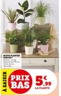 Mixte Plantes Vertes en promo chez Super U Antibes à 5,99 €