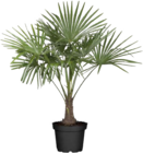 Hanfpalme (Trachycarpus fortunei) für 34,99 € bei Globus-Baumarkt im Angebot Hanfpalme (Trachycarpus fortunei) im aktuellen Globus-Baumarkt Prospekt