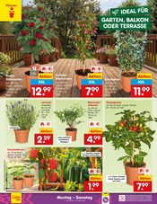 Aktueller Netto Marken-Discount Prospekt mit Blumen, "Aktuelle Angebote", Seite 10