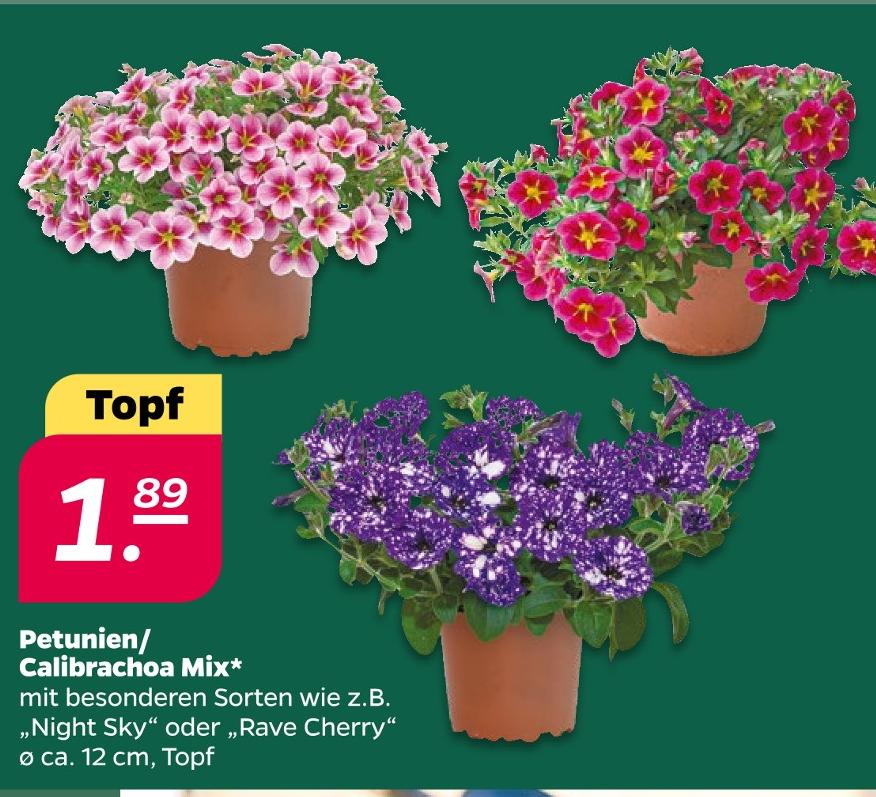 Petunien/Calibrachoa Mix