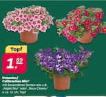 Petunien/Calibrachoa Mix im aktuellen Netto mit dem Scottie Prospekt