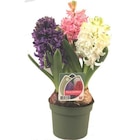 Trio de Jacinthes à fleurs multicolores - Le pot diamètre 12 cm - BOTANIC® à 5,29 € dans le catalogue Botanic