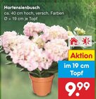 Aktuelles Hortensienbusch Angebot bei Netto Marken-Discount in Pforzheim ab 9,99 €