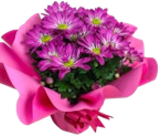 Chrysantheme in Manschette im Kaufland Prospekt zum Preis von 4,99 €