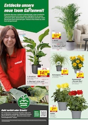 Blumentopf im toom Baumarkt Prospekt in Weinheim Aktueller toom Baumarkt Prospekt mit Blumentopf, "Respekt, wer's selber macht.", Seite 18