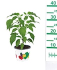 Gemüsepflanzen  im aktuellen Lidl Prospekt für 1,49 €