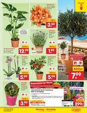 Ähnliche Stiefmütterchen Angebote im Prospekt "Aktuelle Angebote" von Netto Marken-Discount in Schwerin Ähnliche Angebote wie Stiefmütterchen im Prospekt "Aktuelle Angebote" auf Seite 64 von Netto Marken-Discount in Schwerin