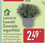 Lavendel (Lavandula angustifolia) Angebote von GARDENLINE bei ALDI Nord Bochum für 2,49 €