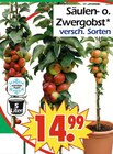 Säulen- o. Zwergobst Angebote bei Wreesmann Pirna für 14,99 €
