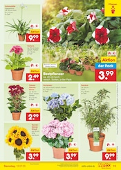 Ähnliche Angebote wie Tulpen im Prospekt "Aktuelle Angebote" auf Seite 15 von Netto Marken-Discount in Detmold