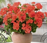 Geranie Angebote bei toom Baumarkt Arnsberg für 2,79 €