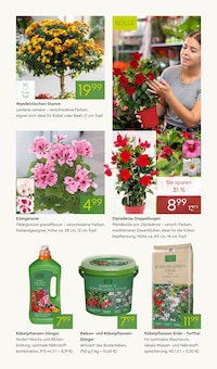 Geranien im Pflanzen Kölle Prospekt "FRÜHLING ERLEBEN" mit 16 Seiten (Nürnberg)
