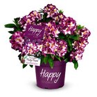 Rhododendron HAPPYdendron Pushy Purple Angebote bei Hagebaumarkt Wolfsburg für 24,99 €